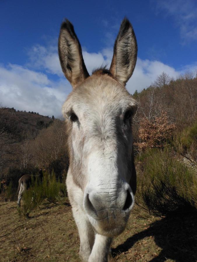 Gite De Chapeleche Les Chataigniers Gluiras Bagian luar foto